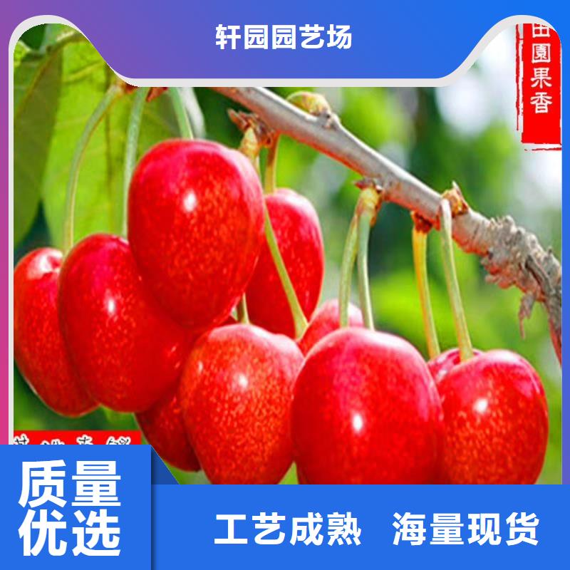 樱桃西瓜番石榴苗多种工艺