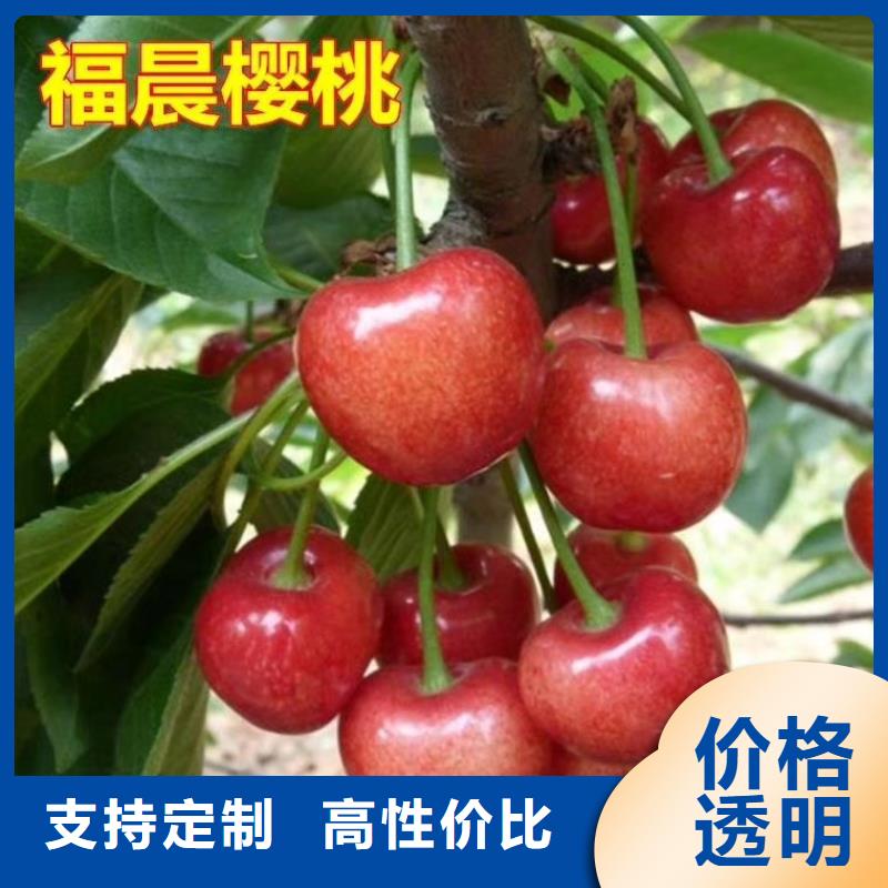 樱桃【樱桃苗】供您所需