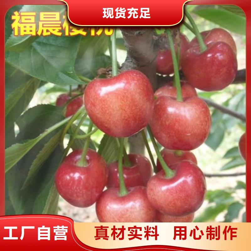 樱桃-【石榴树苗】质量优选