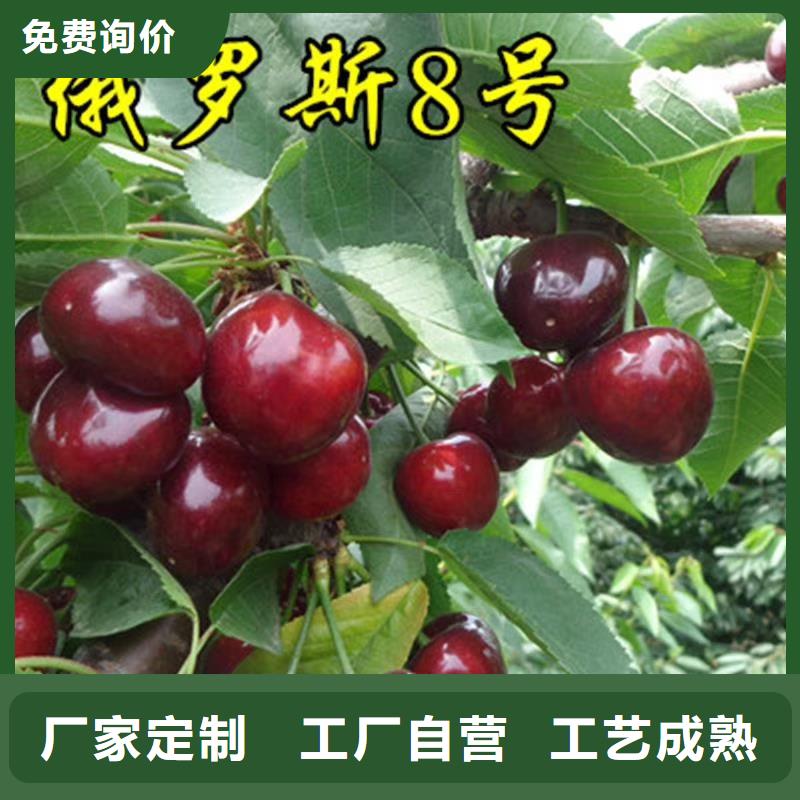 【樱桃杏树苗拥有多家成功案例】
