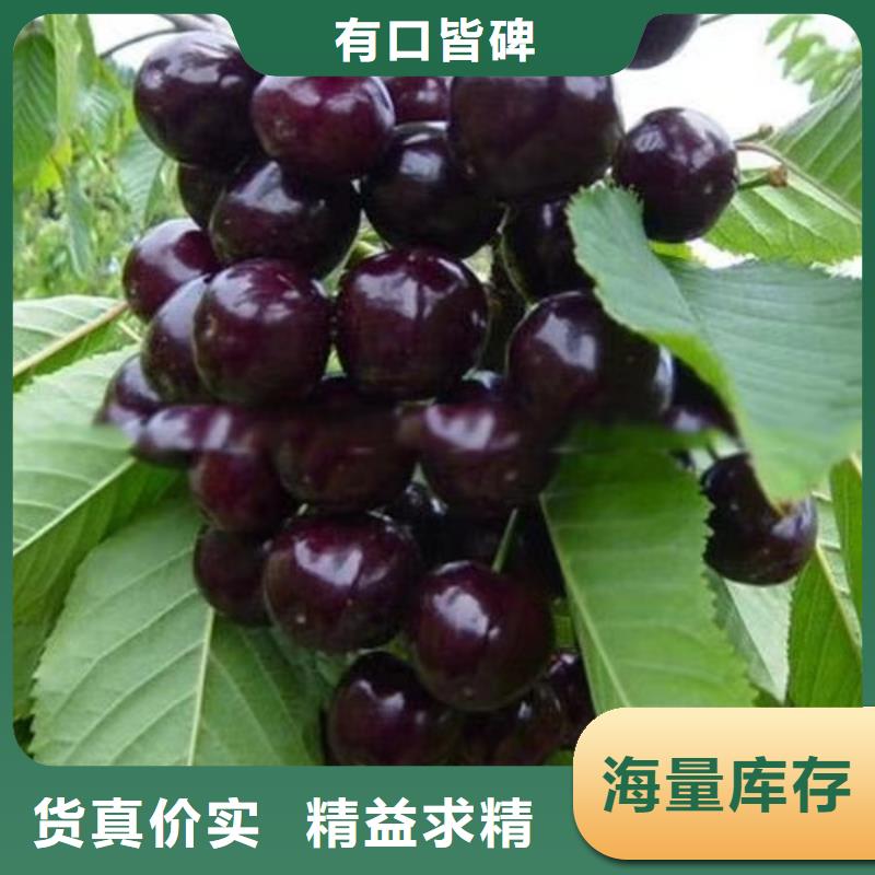 樱桃苹果苗品种全