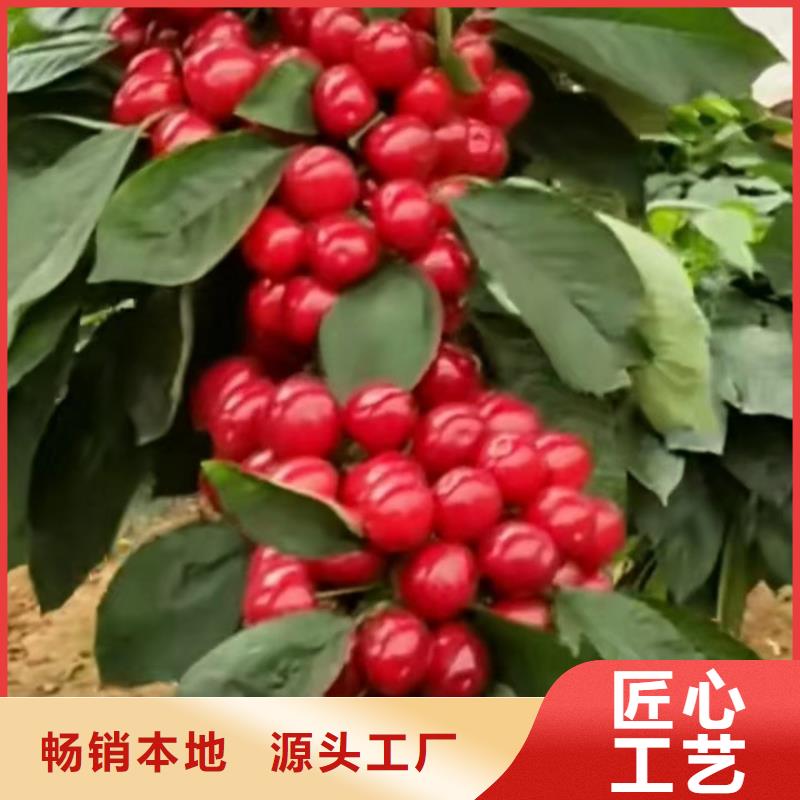 樱桃_梨树苗免费询价