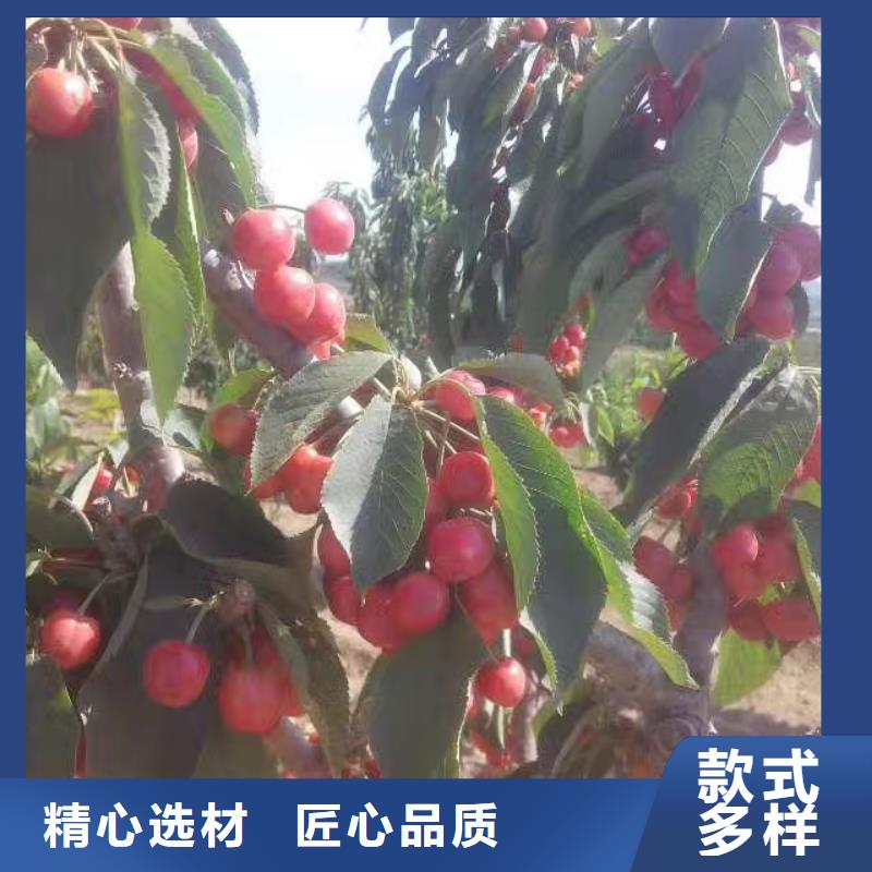 【樱桃】苹果苗优质原料
