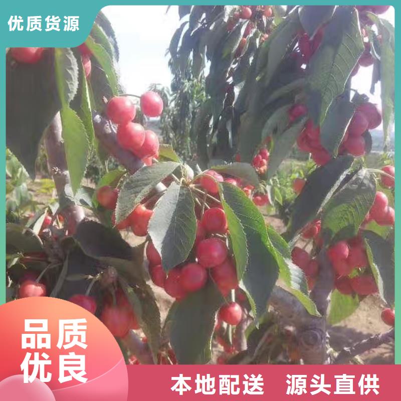 樱桃苹果苗源头厂家供应