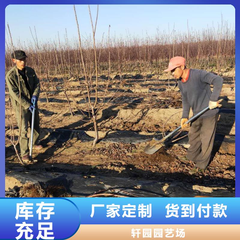 樱桃,樱桃苗好产品不怕比