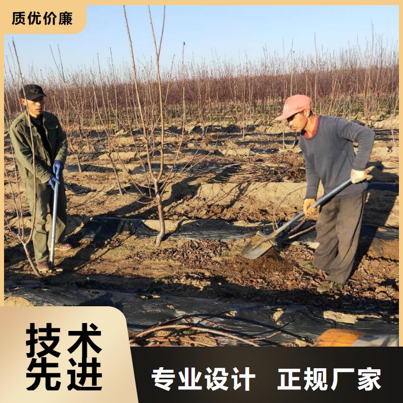 樱桃樱桃苗定金锁价