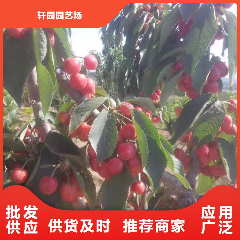 樱桃葡萄苗应用领域