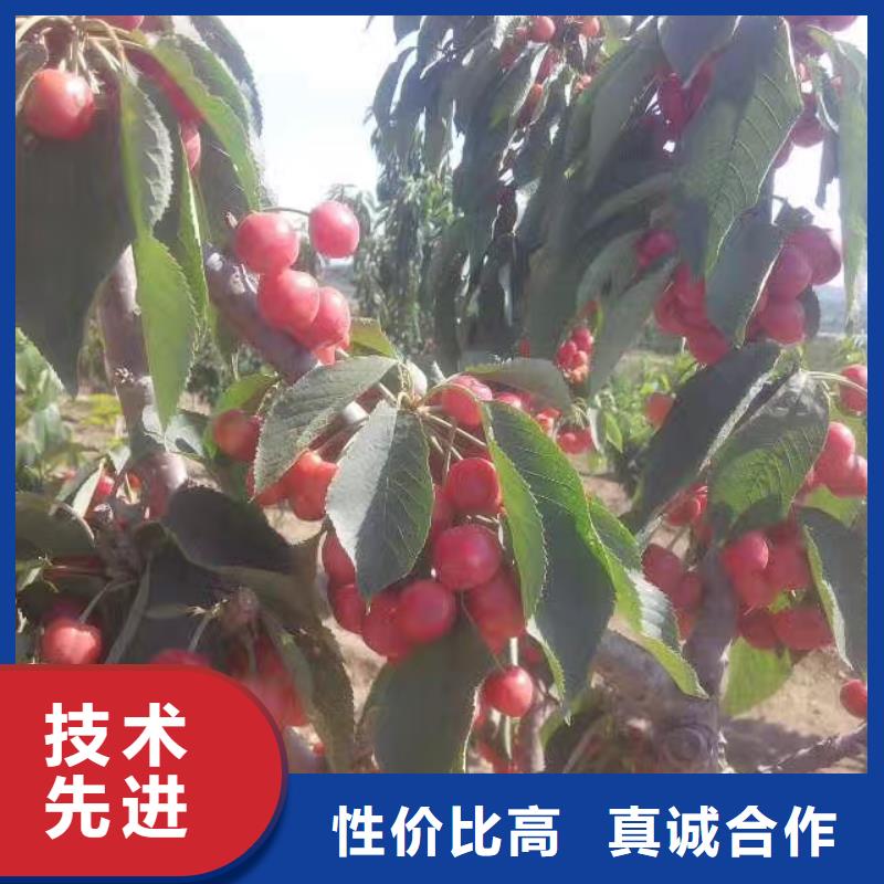 樱桃樱桃苗自产自销