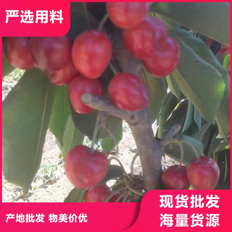 樱桃_苹果苗好品质售后无忧