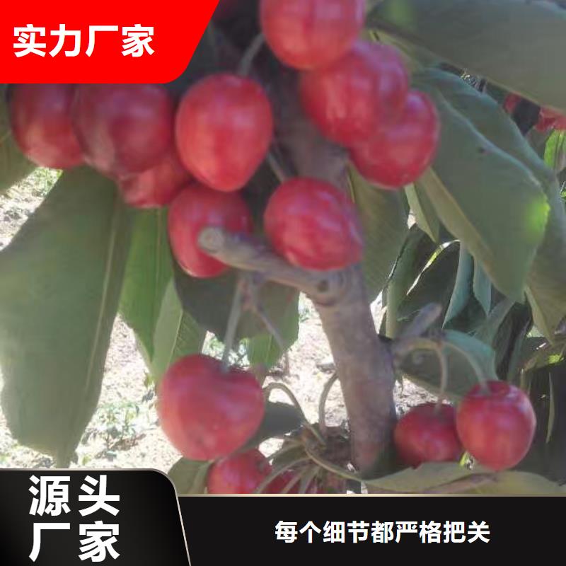 【樱桃杏树苗拥有多家成功案例】