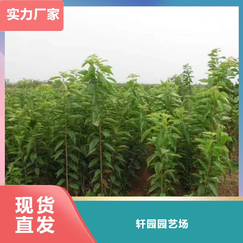 【樱桃桃树苗生产安装】