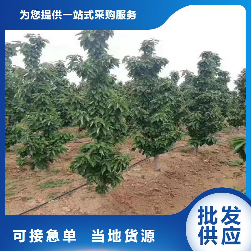 樱桃石榴树联系厂家