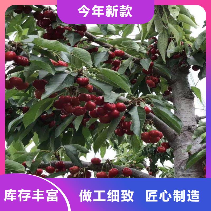 【樱桃】苹果苗常年出售