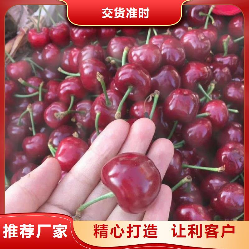樱桃【樱桃苗】规格齐全