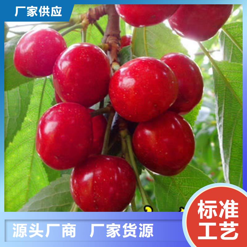 樱桃_苹果苗好品质售后无忧
