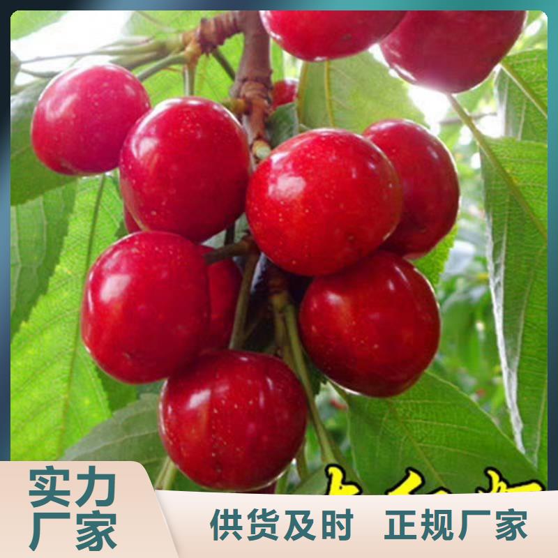 樱桃石榴树放心购