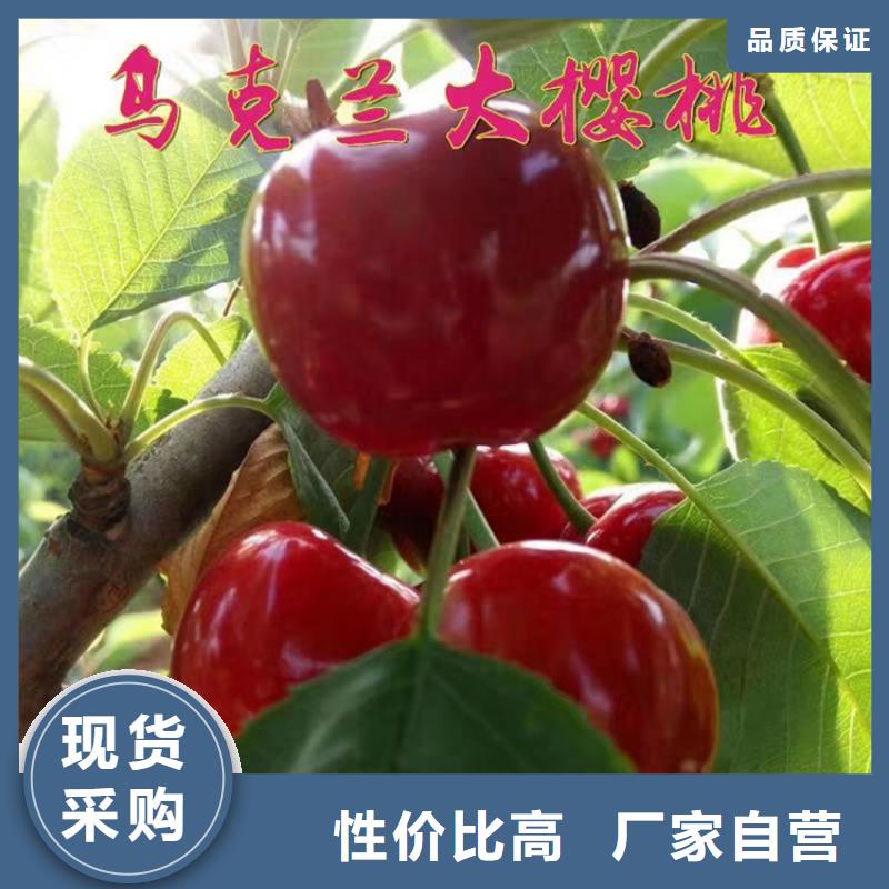 【樱桃_苹果苗注重细节】