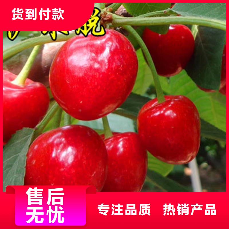 樱桃,黄瓜苗大品牌值得信赖
