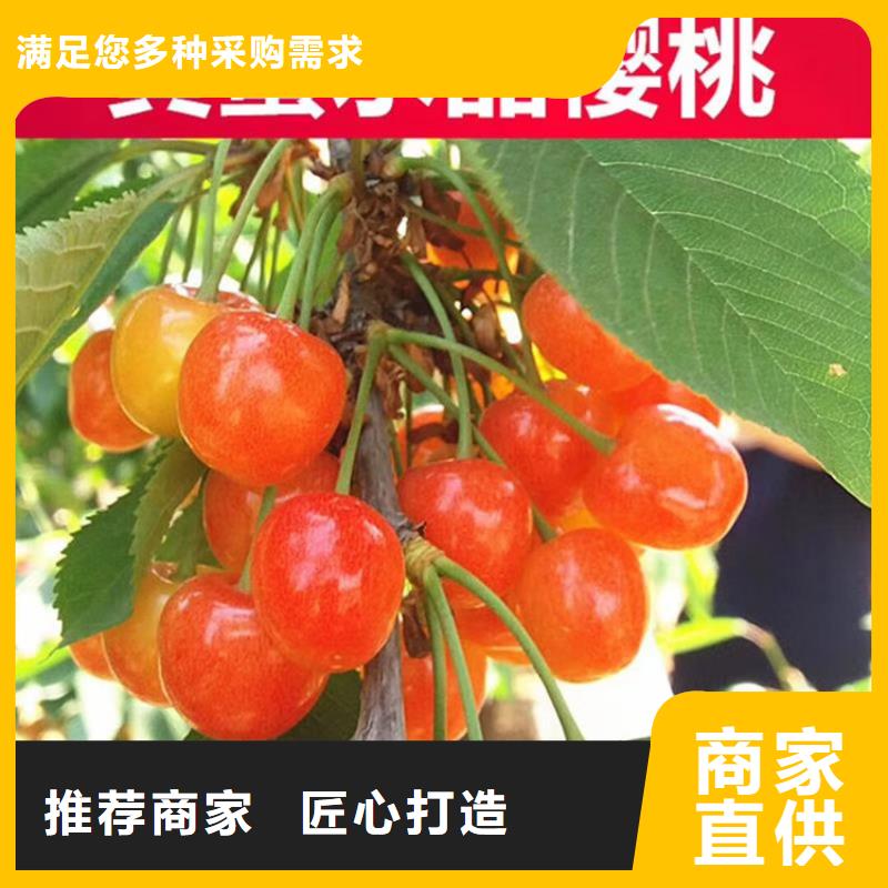 樱桃,樱桃苗好产品不怕比