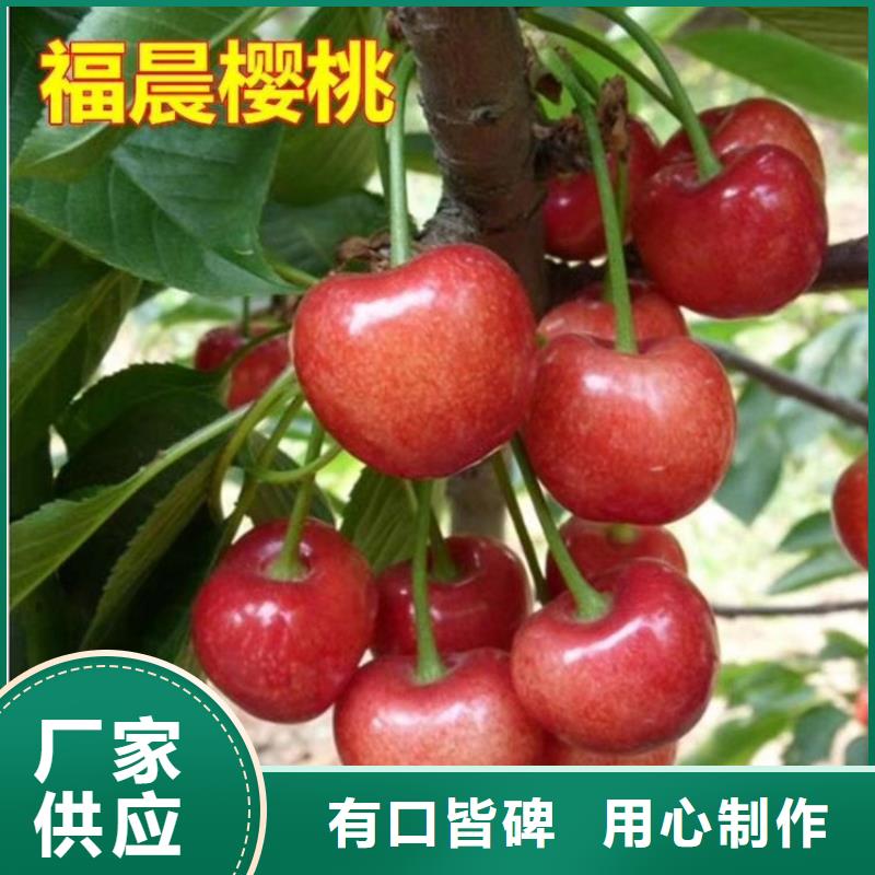 【樱桃】,葡萄苗质保一年