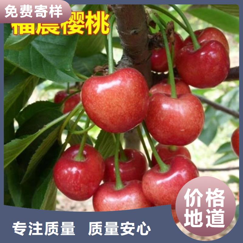 樱桃樱桃苗自产自销