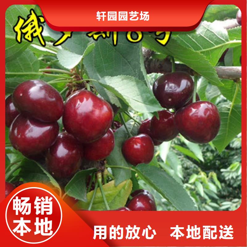 樱桃,葡萄苗精工细致打造
