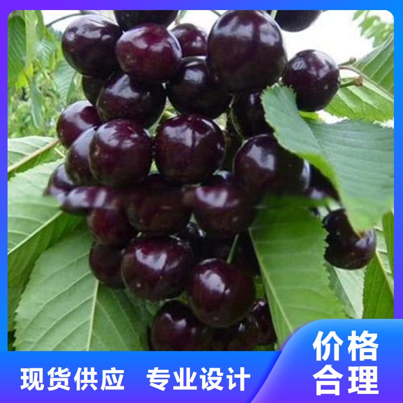 樱桃-【花椒苗】精工制作