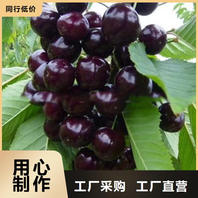 樱桃桃树苗品质无所畏惧