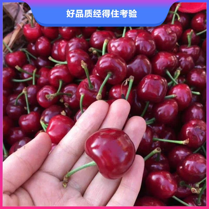 樱桃,樱桃苗好产品不怕比