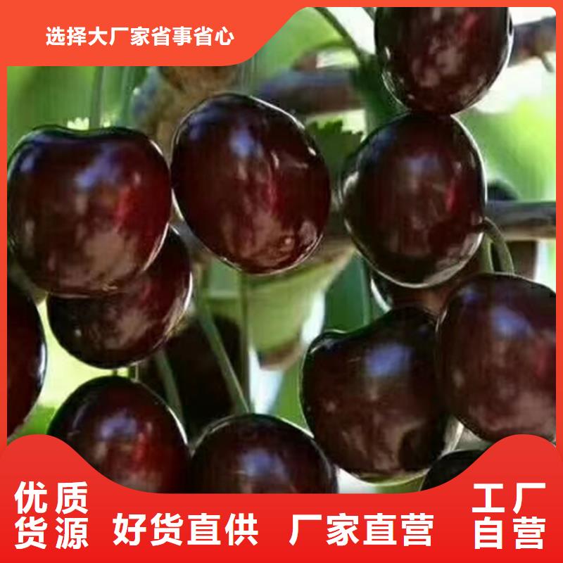 【樱桃】,无花果苗厂家品控严格