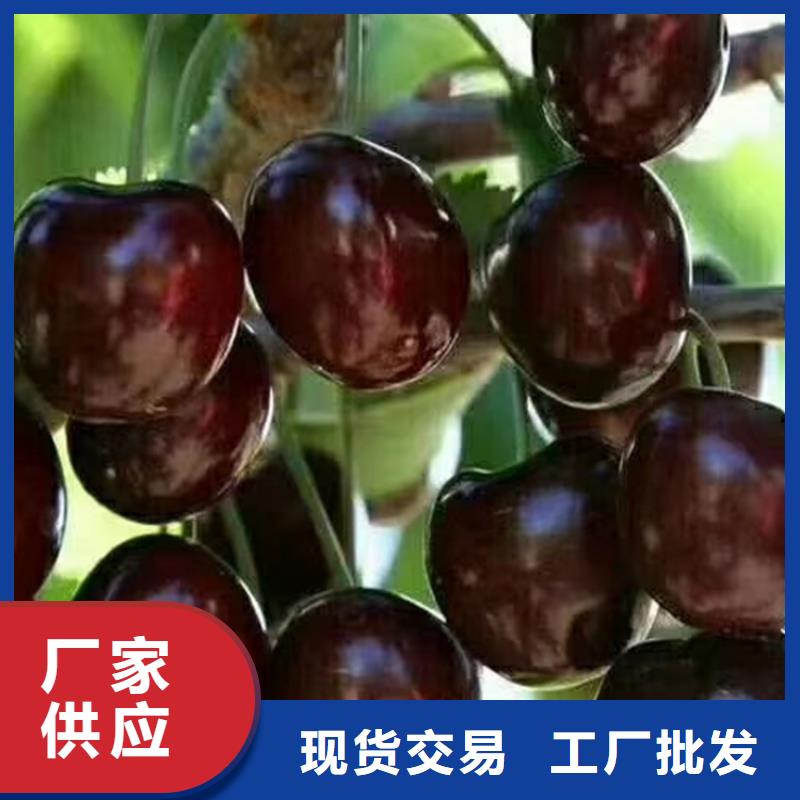【樱桃】樱桃苗高品质诚信厂家