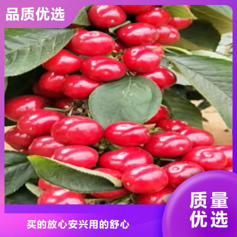 樱桃,樱桃苗好产品不怕比