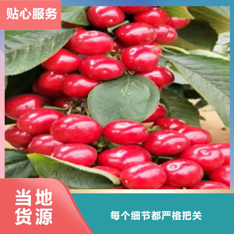 樱桃_梨树苗物美价优