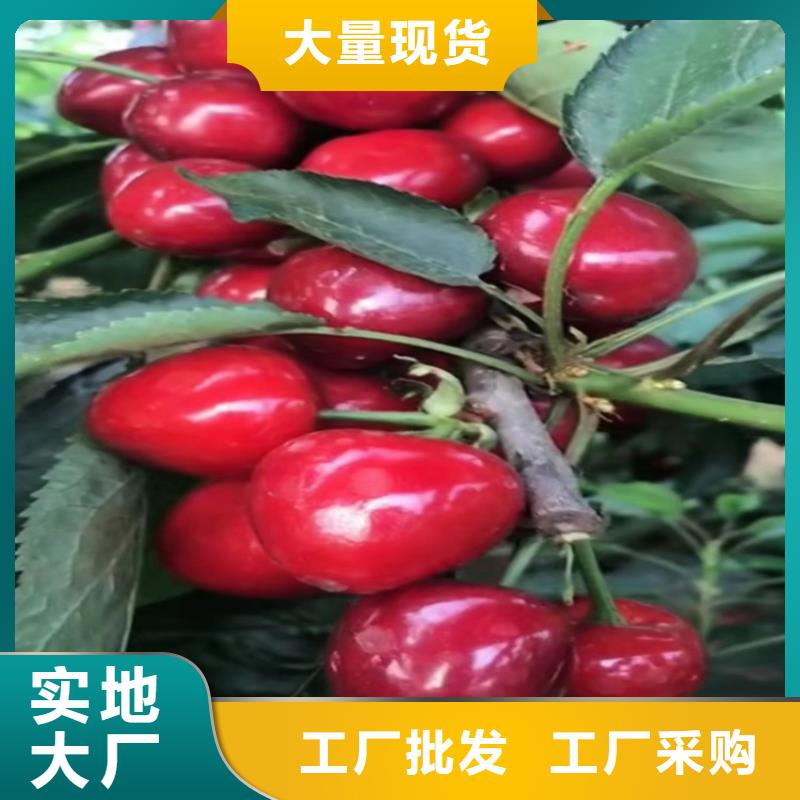 【樱桃】板栗苗专业品质