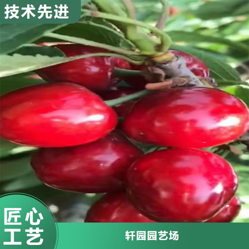 【樱桃】苹果苗常年出售