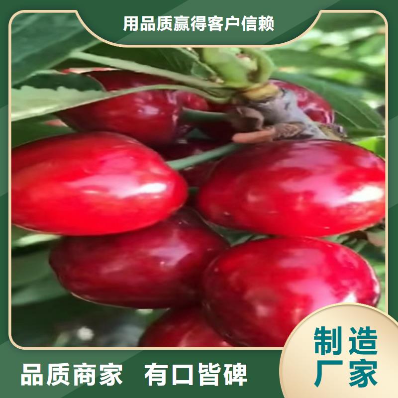 樱桃苹果苗品种全