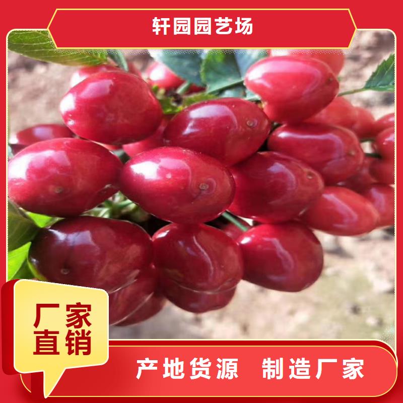 樱桃石榴树品质优选