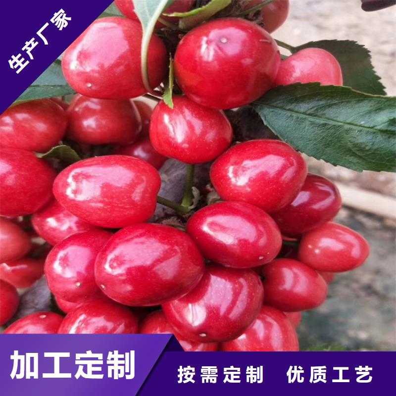 樱桃苹果苗厂家型号齐全