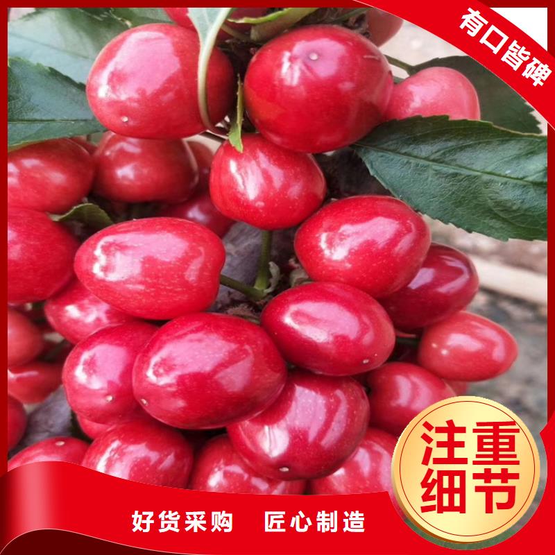 【樱桃樱桃苗拥有多家成功案例】