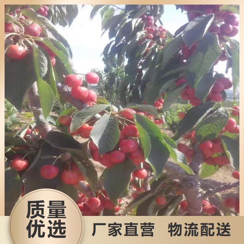 樱桃樱桃苗自产自销