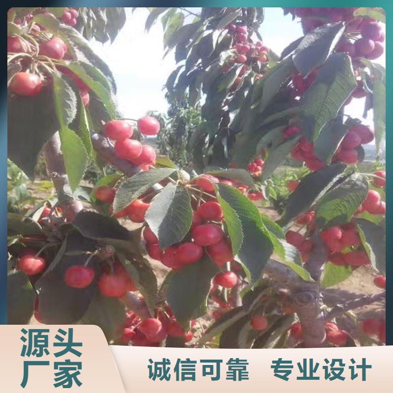樱桃石榴树用品质赢得客户信赖