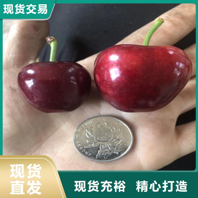 樱桃樱桃苗自产自销