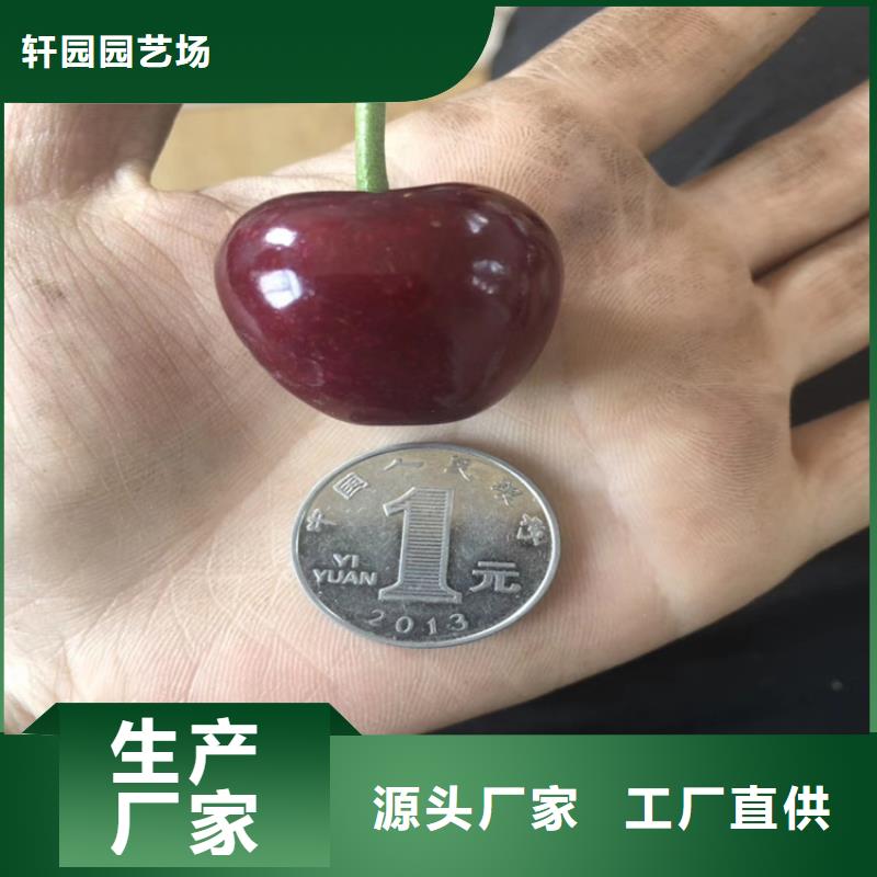 樱桃葡萄苗应用领域