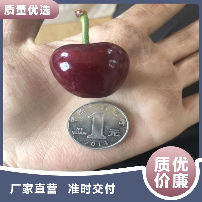 樱桃西瓜苗专业供货品质管控