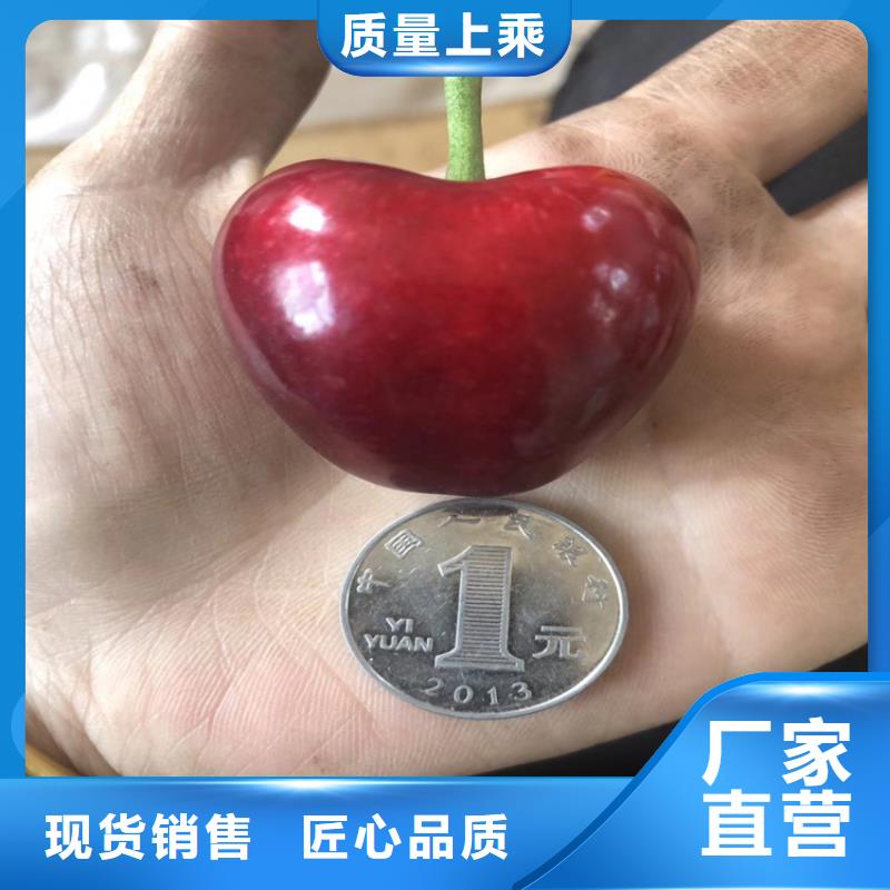 【樱桃】,葡萄苗质保一年