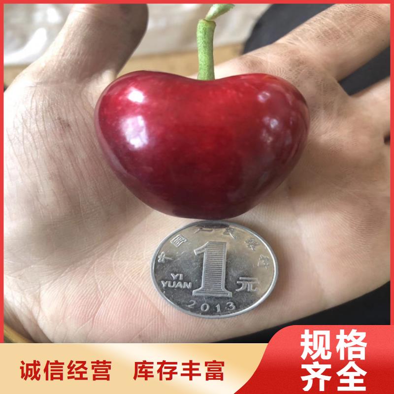 樱桃无花果苗品质保障售后无忧