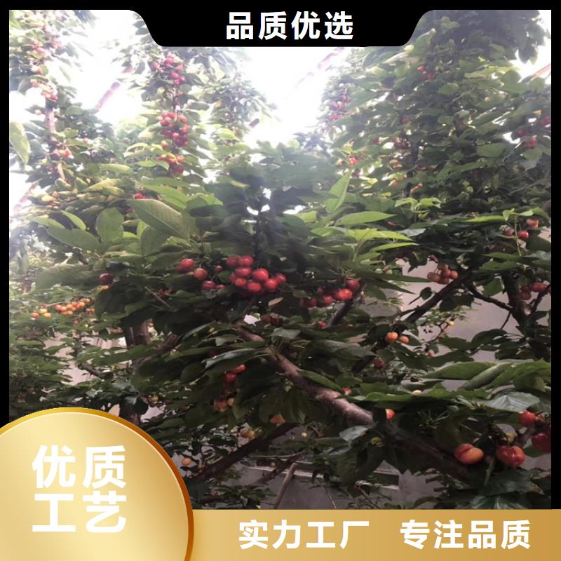 【樱桃杏树苗拥有多家成功案例】