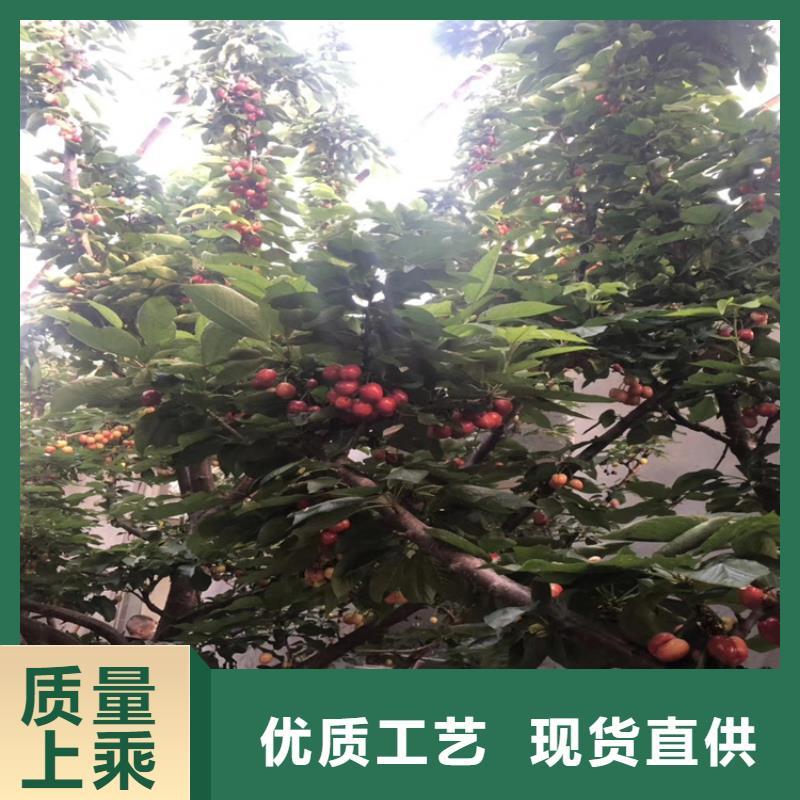 樱桃桃树苗质量上乘
