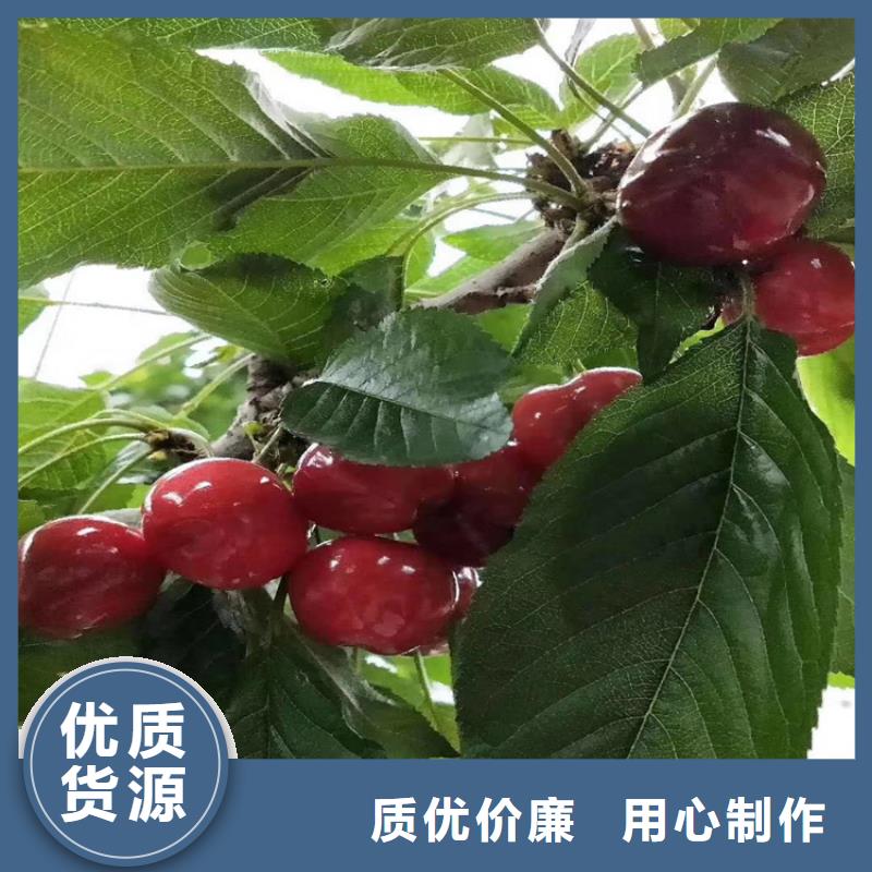 樱桃草莓苗一手货源源头厂家