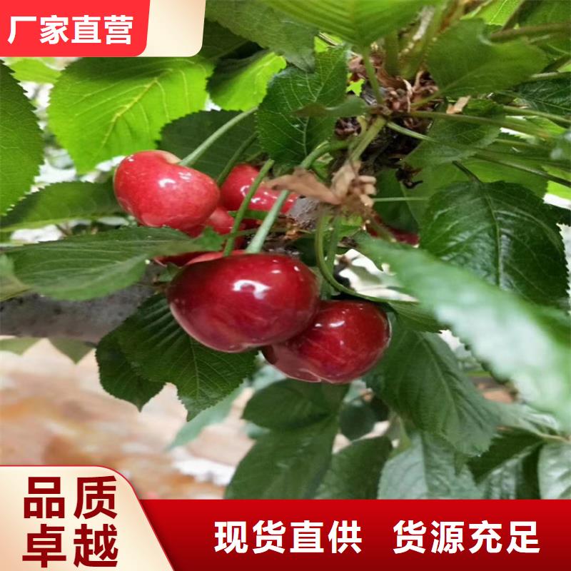 樱桃葡萄苗应用领域